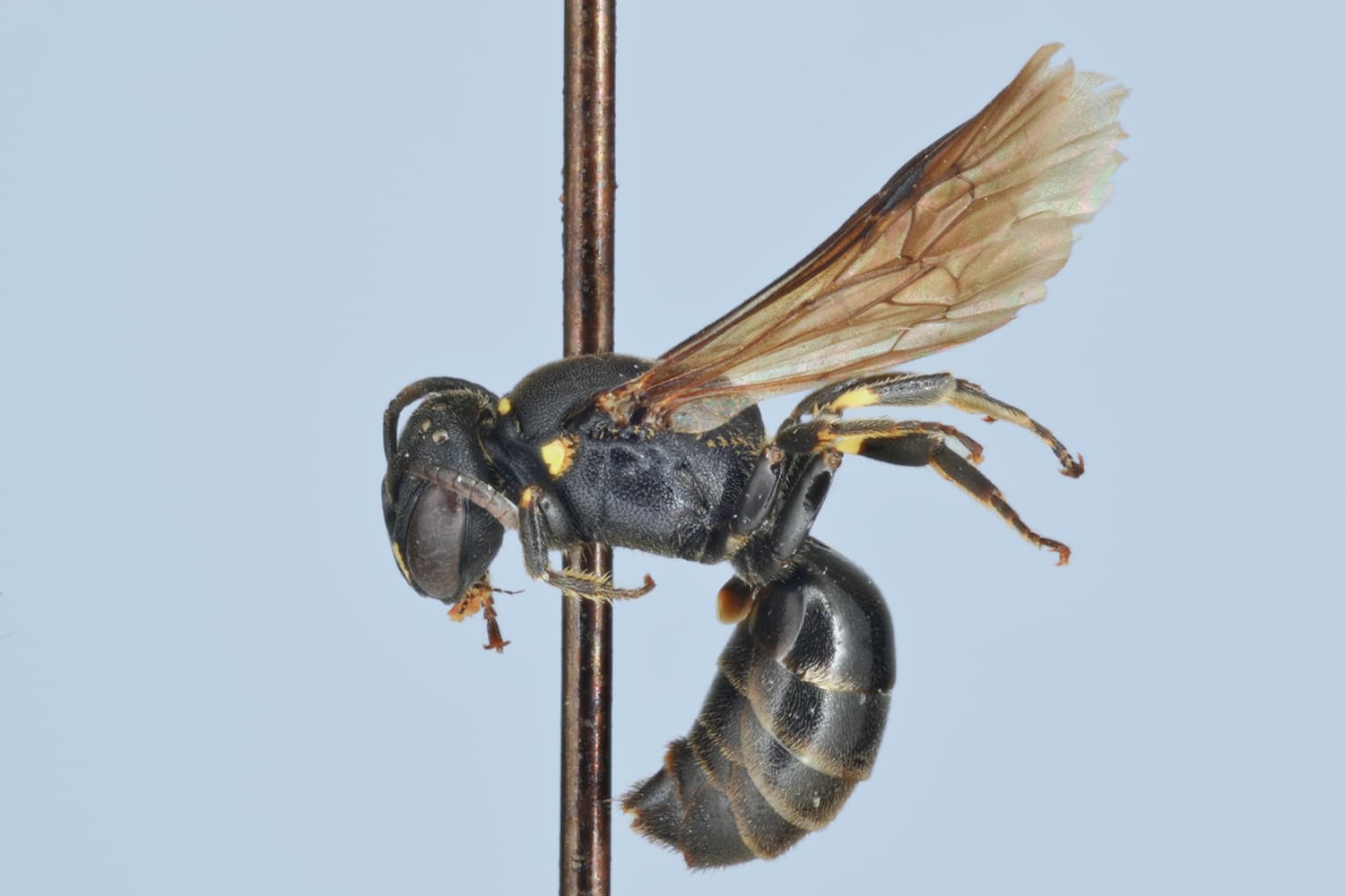 Default image